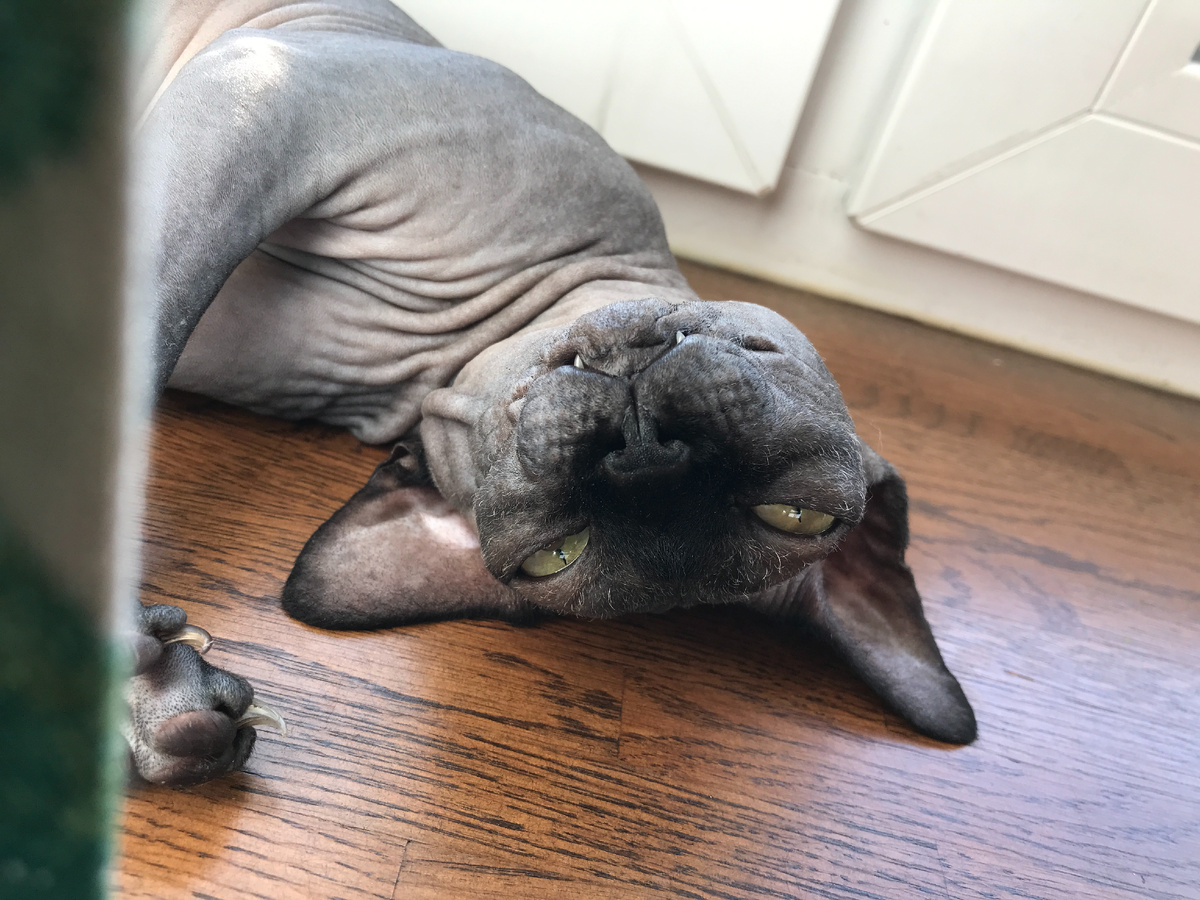 Классические прямые уши канадских сфинксов. Наша Котя