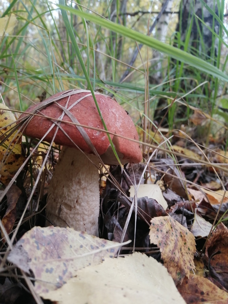    Этот гриб раньше считали одним из лучших, а сейчас никто не берет в лесу - уношу целыми корзинами