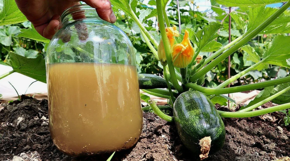 как спасти кабачки от гнили с одной подкормкой в месяц