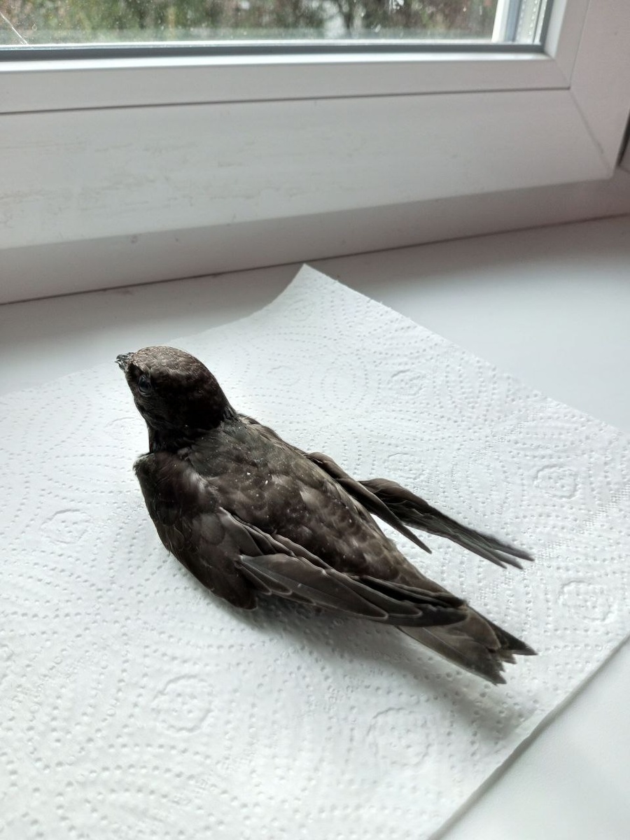  Вот он, наш пташик.