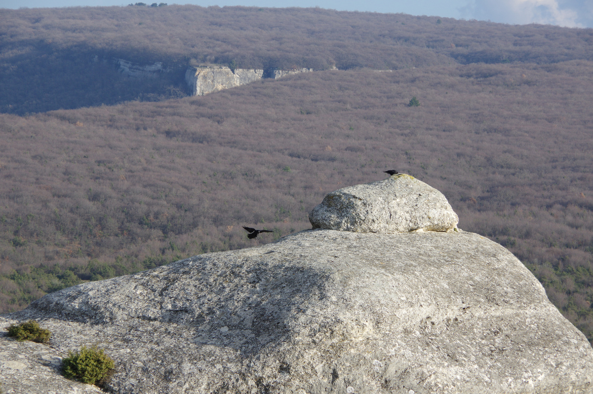 Вороны. Фото автора
