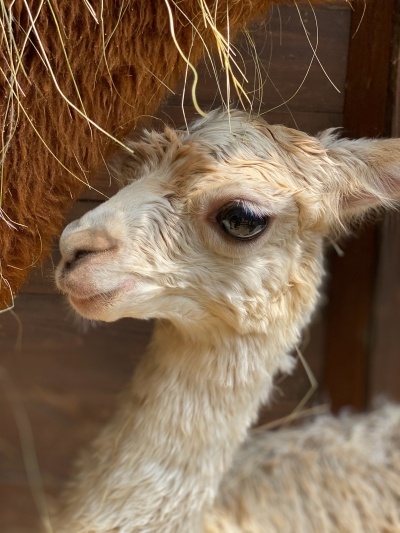    Фото: Парк "Лога" Владислава Сенчугова