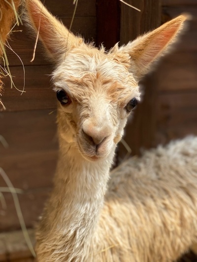    Фото: Парк «Лога» Владислава Сенчугова