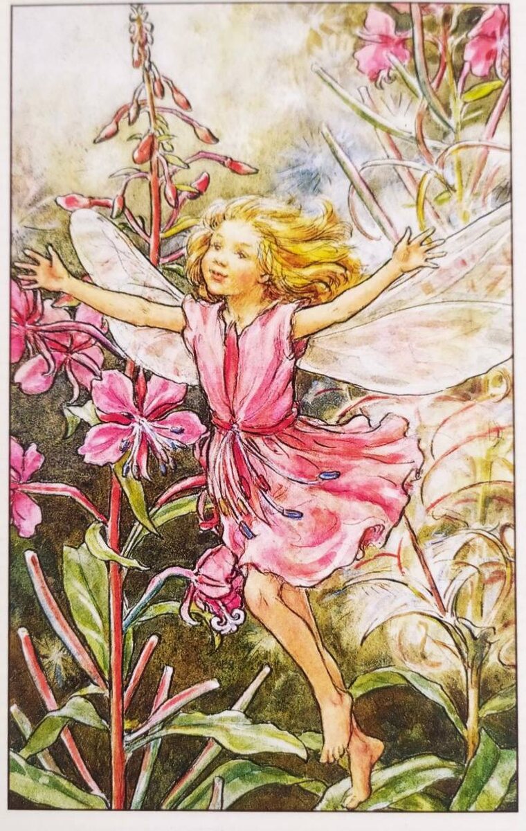 Фрагмент засушки этого сезона и нежная цветочная фея иван-чая (иллюстрация Сесиль Мэри Баркер).