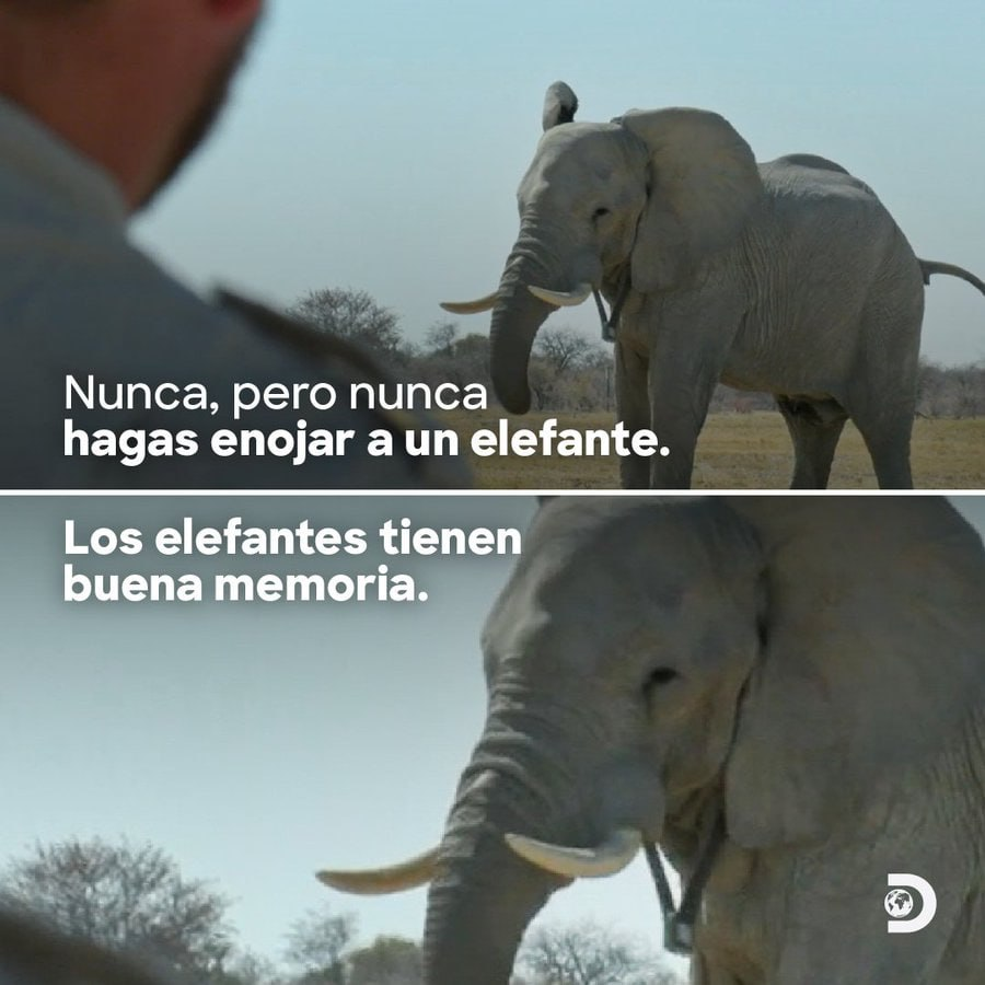 Перевод с картинки: Никогда в своей жизни не зли слона. У слонов очень хорошая память.