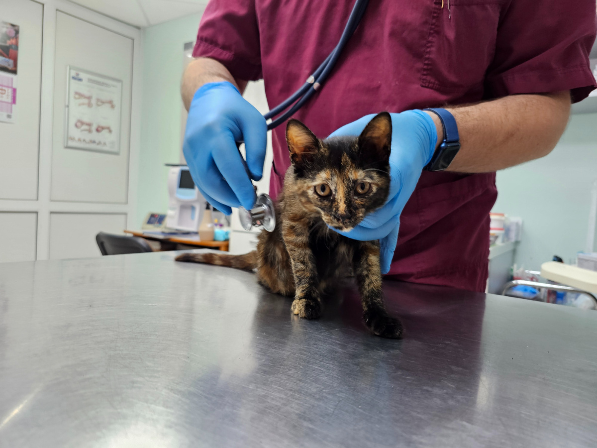 Фото автора. Лилит на приёме у врача.