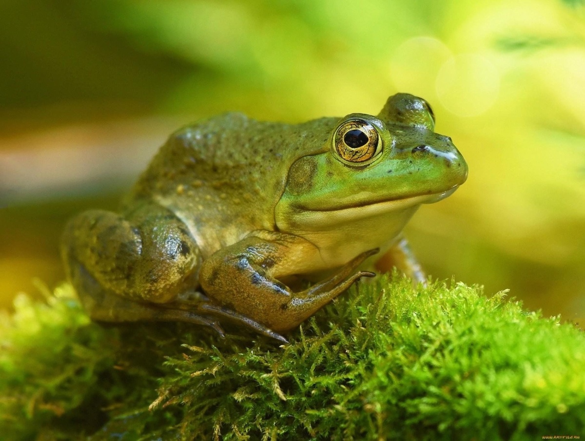 Картинки Яндекса