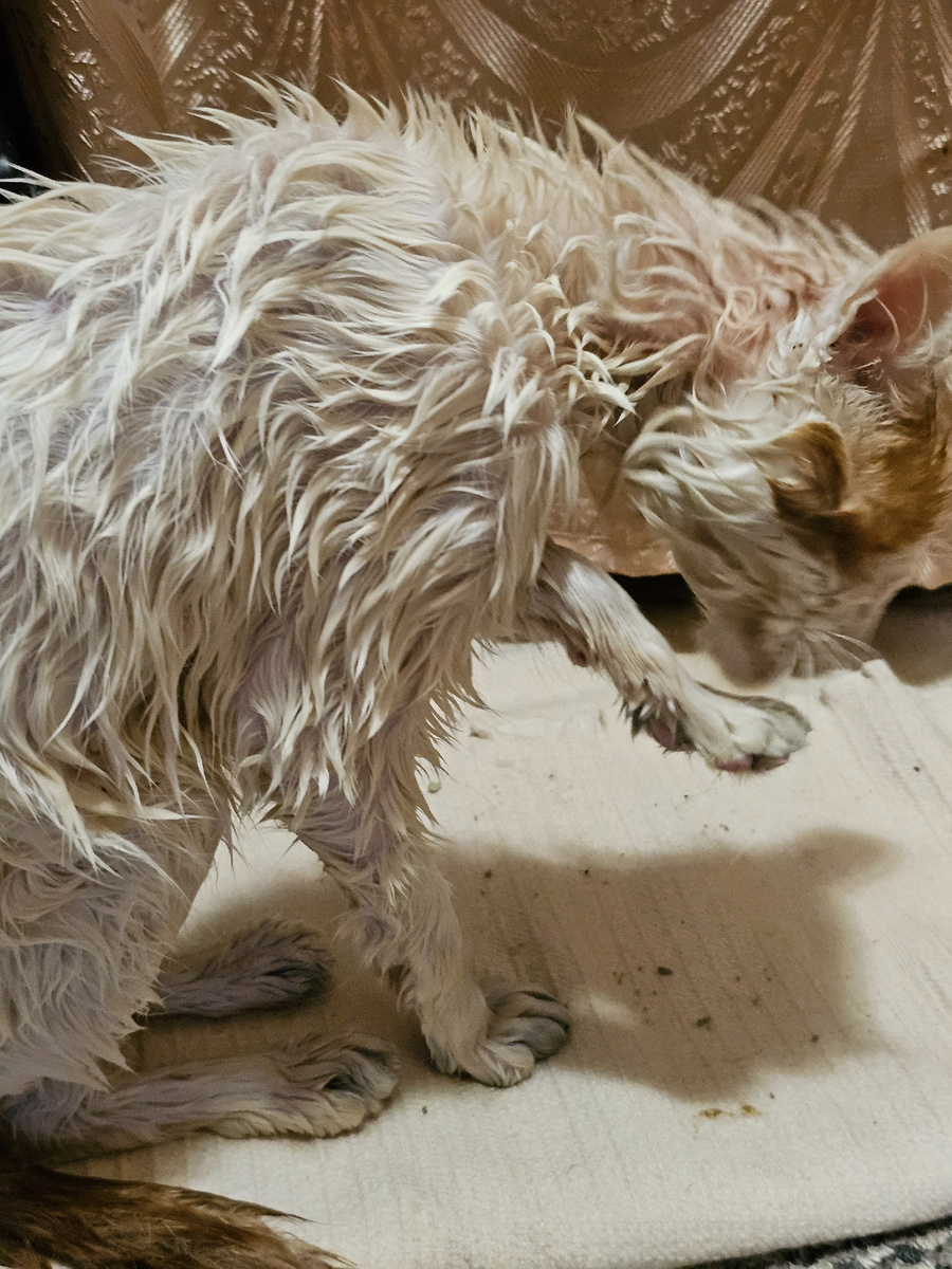 Лапы не отмываются 