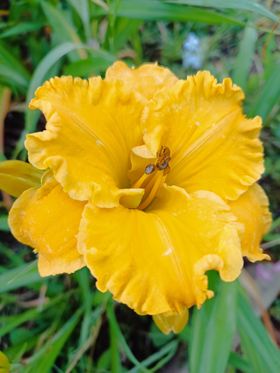 Что касается «Экстремальной моды» – то название сорту дано не случайно из-за необычной персиково-розово-абрикосовой расцветки сильно гофрированных цветов, кажущихся при этом махровыми. Можно каждый день делать фотографии и не получится ни одной одинаковой. Это на первый взгляд все цветы у «Модницы» (так мы с дочерью зовем этот сорт по-домашнему) похожи. А если понаблюдать, то и размер, и цвет, и гофрировка отличаются. Сорт не высокий, средняя высота цветоносов 40-50 см и цветы до 12 см в диаметре. В нашем климате лилейники распускаются в самом начале июня и до конца сентября они всё ещё радуют нас пышными цветами в разных уголках сада.