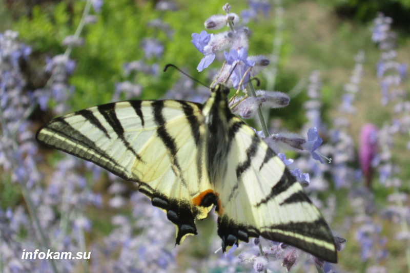    Красивая и уникальная бабочка Подалирий