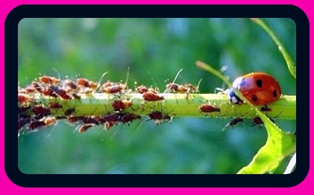 Видео как #избавиться от #тли. Тля на розах и других растениях наносит большой вред.
 #Тля – это основной вредитель роз, с которым приходится ежегодно бороться, причем за сезон она может атаковать розарий несколько раз.
Нет однозначного ответа, почему появляется тля на розах, этому предшествуют несколько причин, основная из которых – это изменение температурного режима.На сегодня есть несколько проверенных и эффективных методов борьбы с
тлей на розах.
До того как появились инсектициды, люди успешно боролись с тлей и другими вредителями растений. Как избавиться от тли на розах, не используя химические препараты?
 Как правило, первое появление тли на розах совпадает по времени с появлением стрелок на чесноке и пасынков на томатах. И то, и другое – отличное сырье для приготовления средства против тли.
 В этом видео смотрите один из наиболее эффективных способов борьбы с тлей на розах.
 
 
  Комментируйте видео, задавайте вопросы, подписывайтесь на канал и получайте новые советы на все случаи жизни к первыми