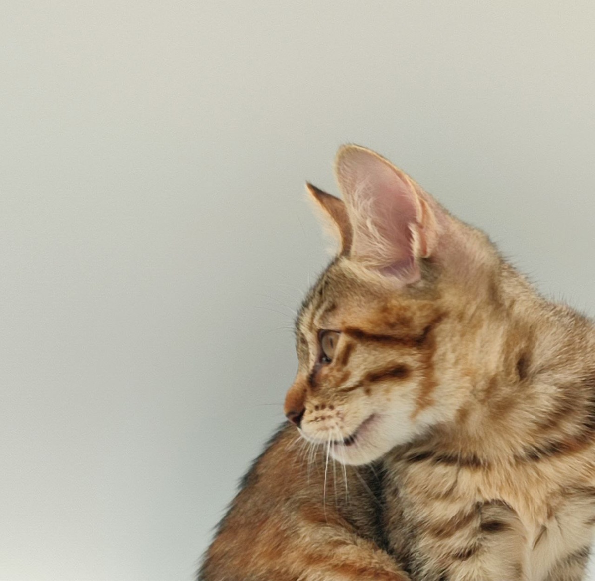 из коллекции питомника