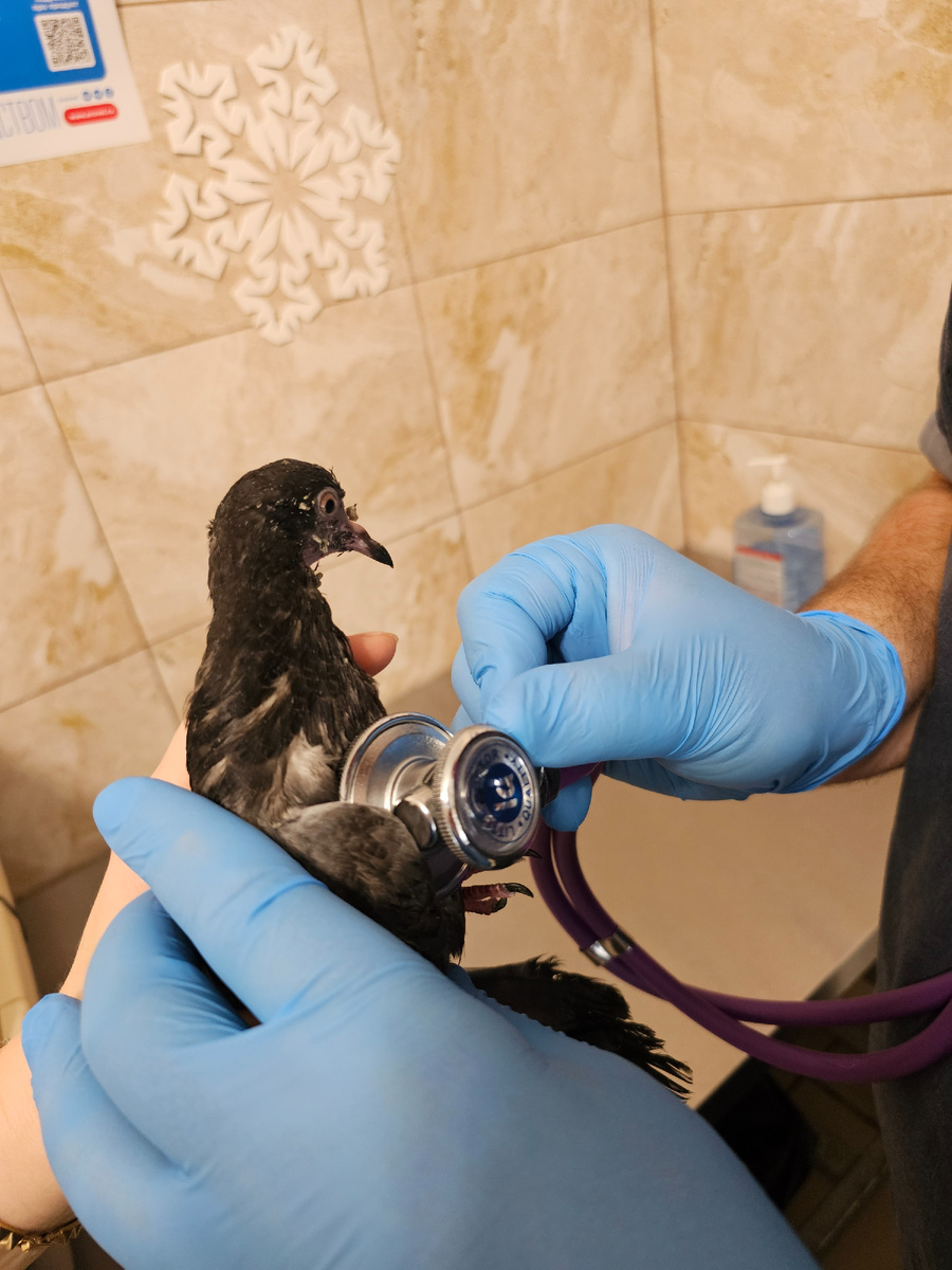 Фото автора. Наш Гулюша у врача.