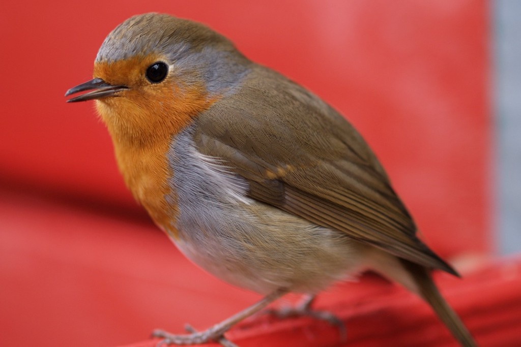    Фото © Wikipedia / OhWeh