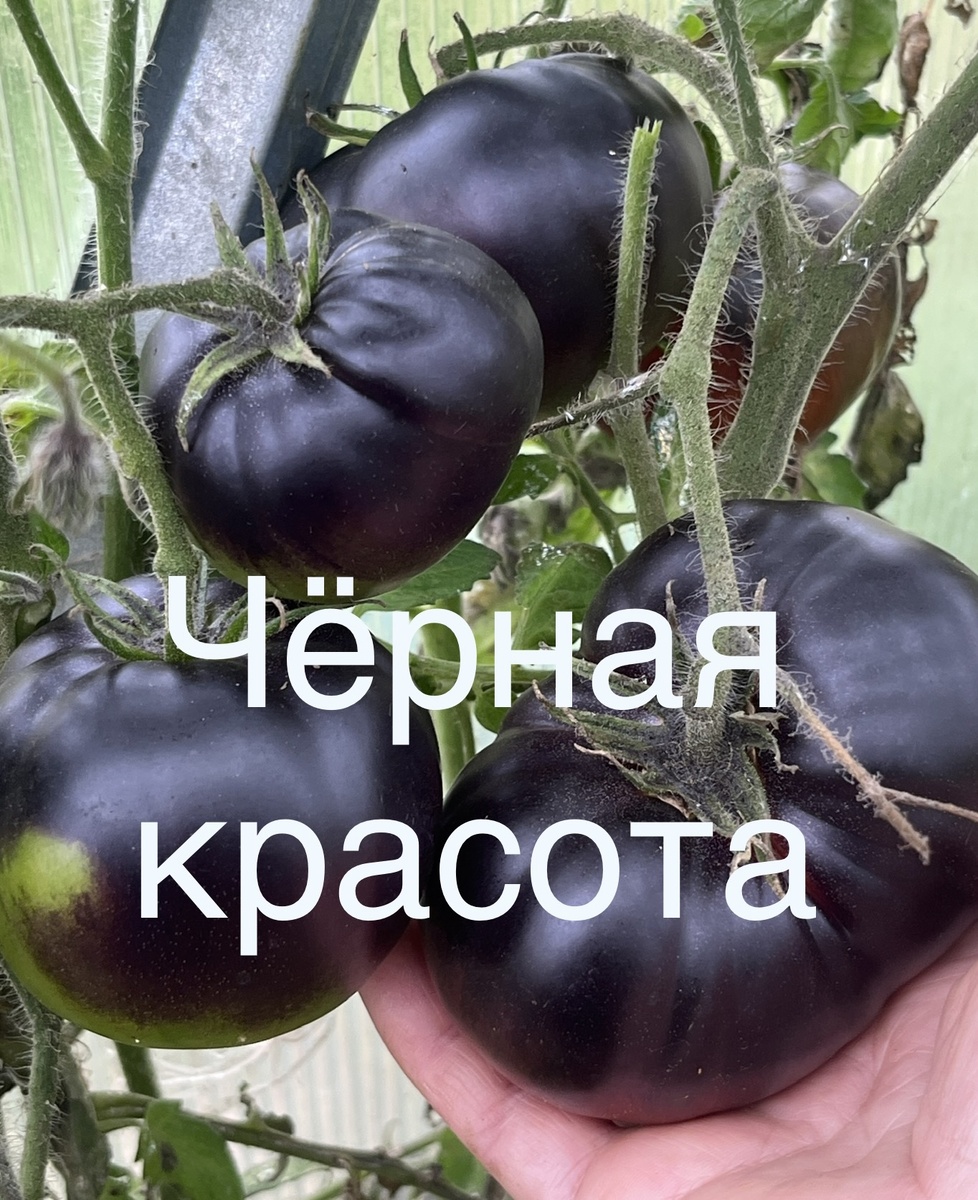 Сорт.Чёрная красота.