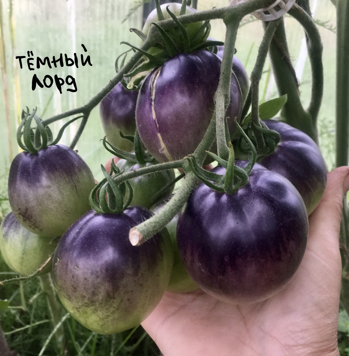 Сорт Тёмный лорд.