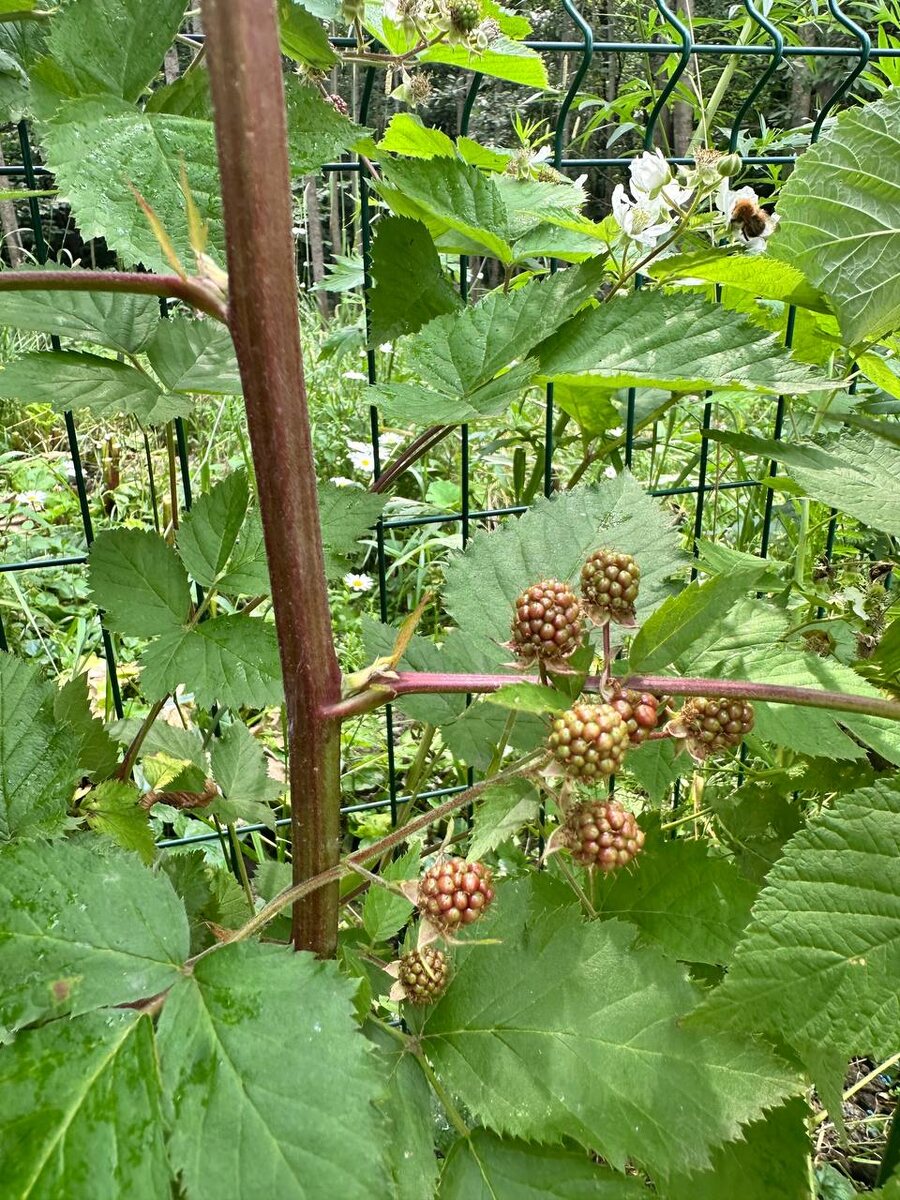 Наша ежевика