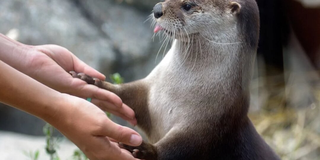 Саратовцам рассказали, где можно увидеть выдру