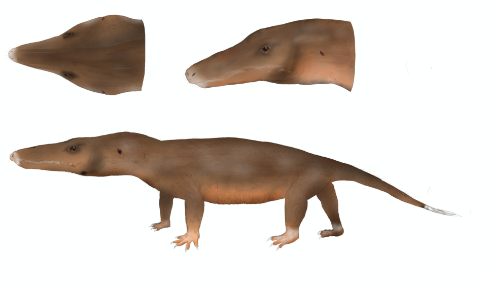 Прозостродон. Иллюстрация.