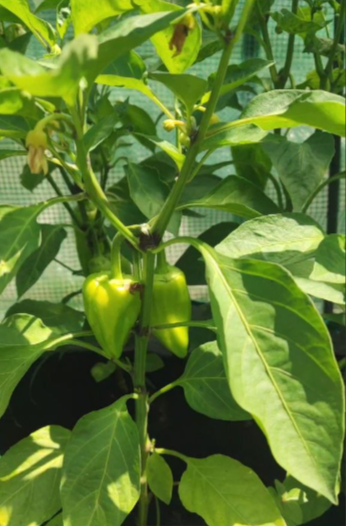 Мои перчики, которые не мирабилис)