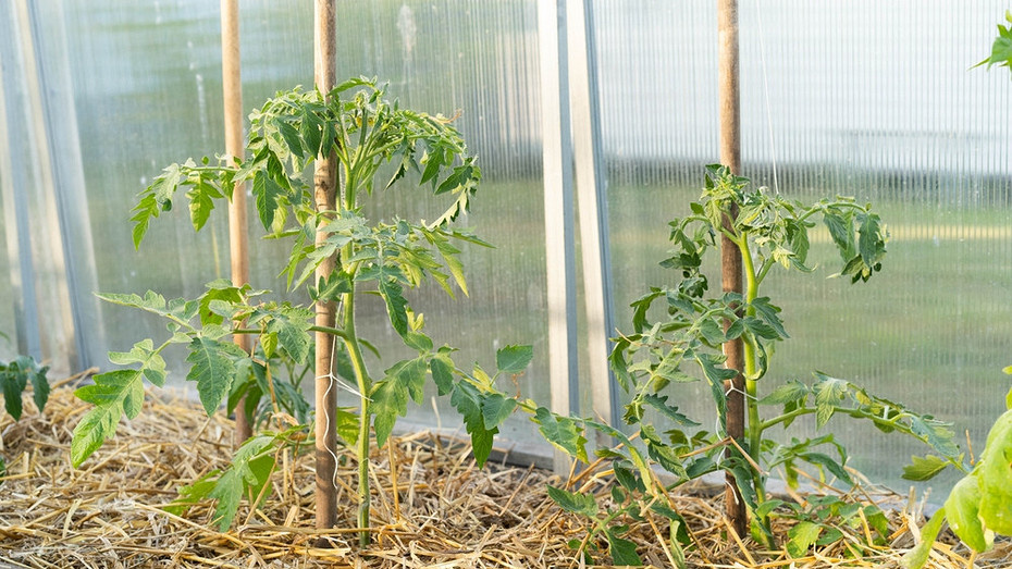 ShutterStock/Fotodom.ru