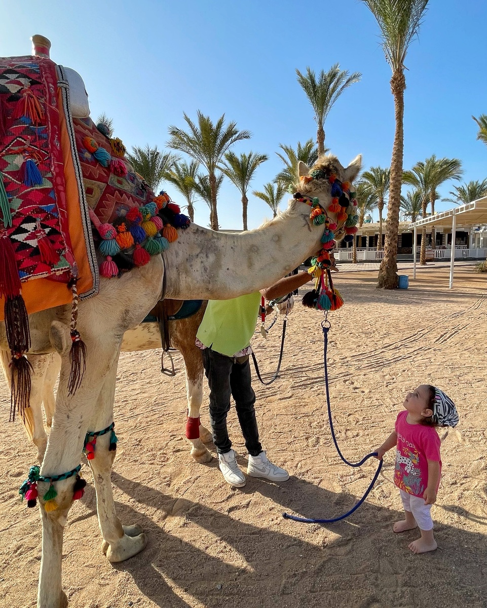 что привезти из Хургады и Шарм Эль Шейха