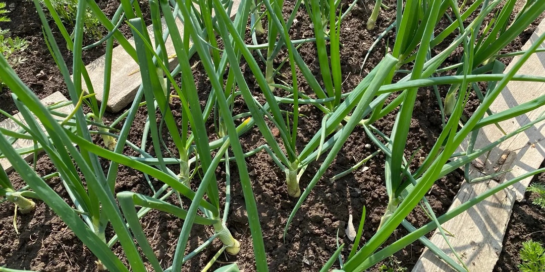 Лук будет с кулак и не будет желтеть. Полейти этим отваром, лук будет крупный