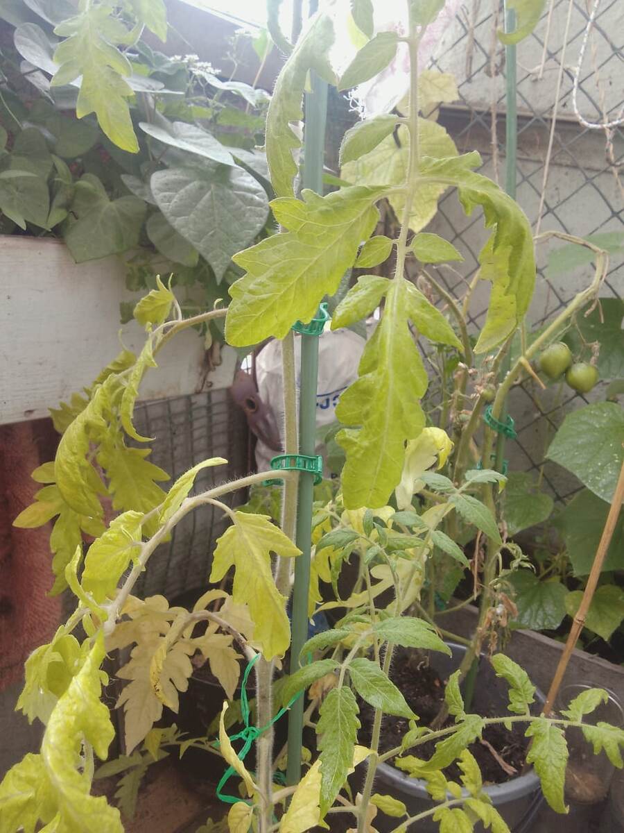 Заболевший томат