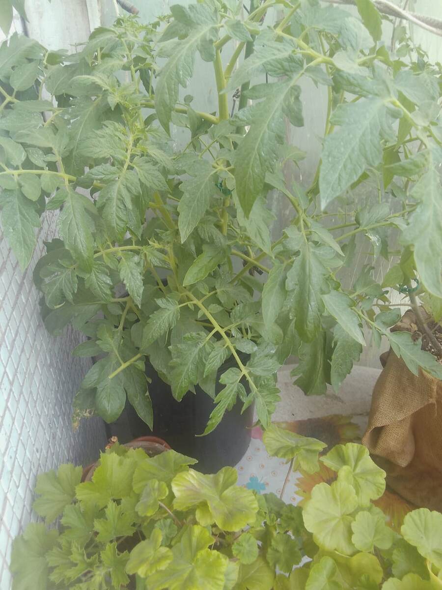 Здоровый томат