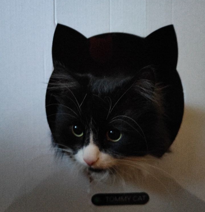 Кот Вася и истрия болезни