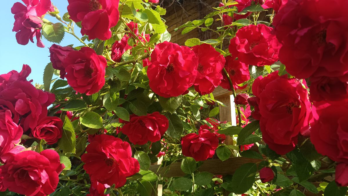 ФЛАММЕНТАНЦ. ЦВЕТЕНИЕ 2025