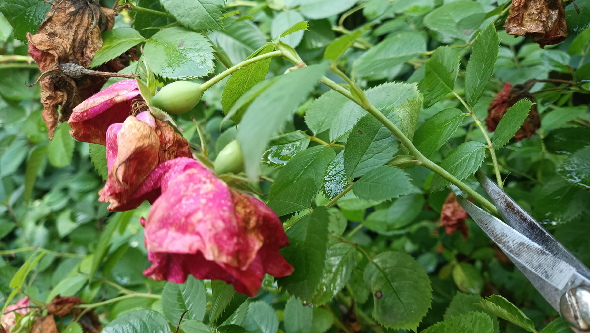 Не оставляйте созревать ягодки-плодики.