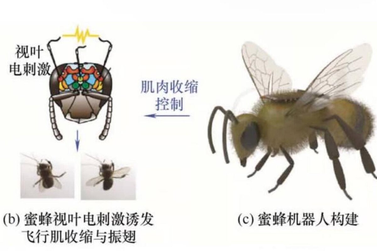 К спинке пчелы крепится крошечный “ранец” с контроллером @Иллюстрация из статьи, опубликованной в газете South China Morning Post