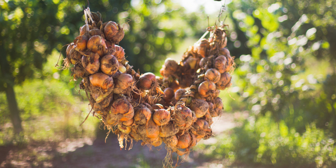 Когда убирать лук с грядки на хранение: оптимальные сроки и правила сбора