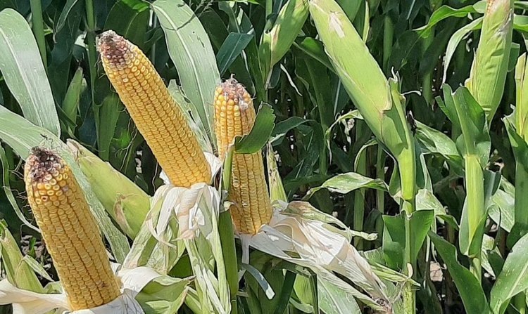    Фото: Шаповалова Наталья, AgroXXI.ru