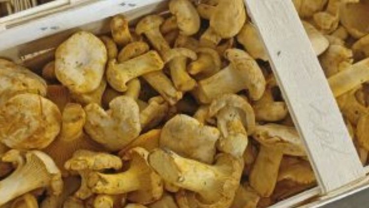    Фото: Россельхознадзор РФ