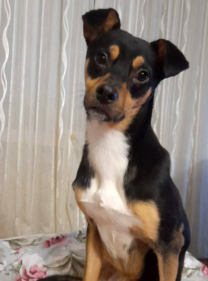 Дружок боится улицы, но радуется каждому новому дню в доме с Алёной.