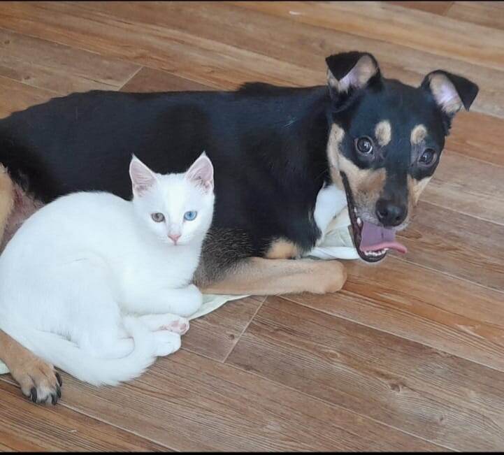 Дружок и кот Заяц.