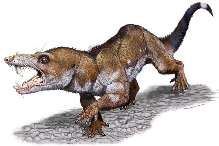 Псевдотерий крысоподобный. Иллюстрация.