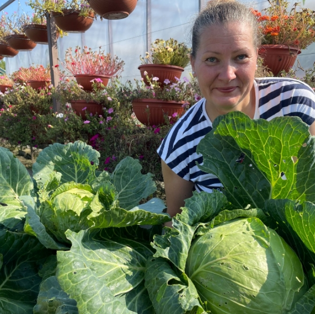 созревает капуста