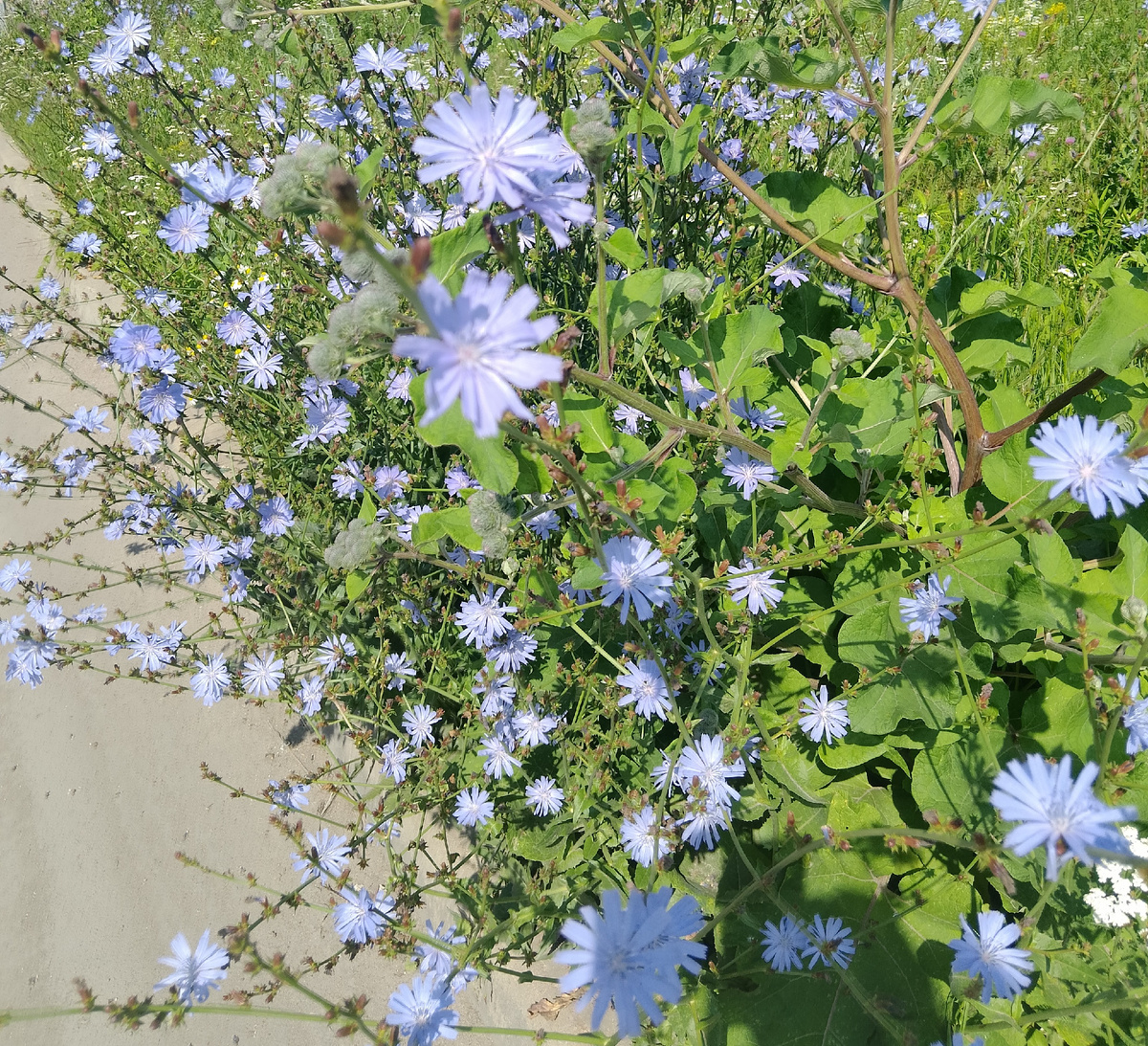 Скосил... А жаль! 