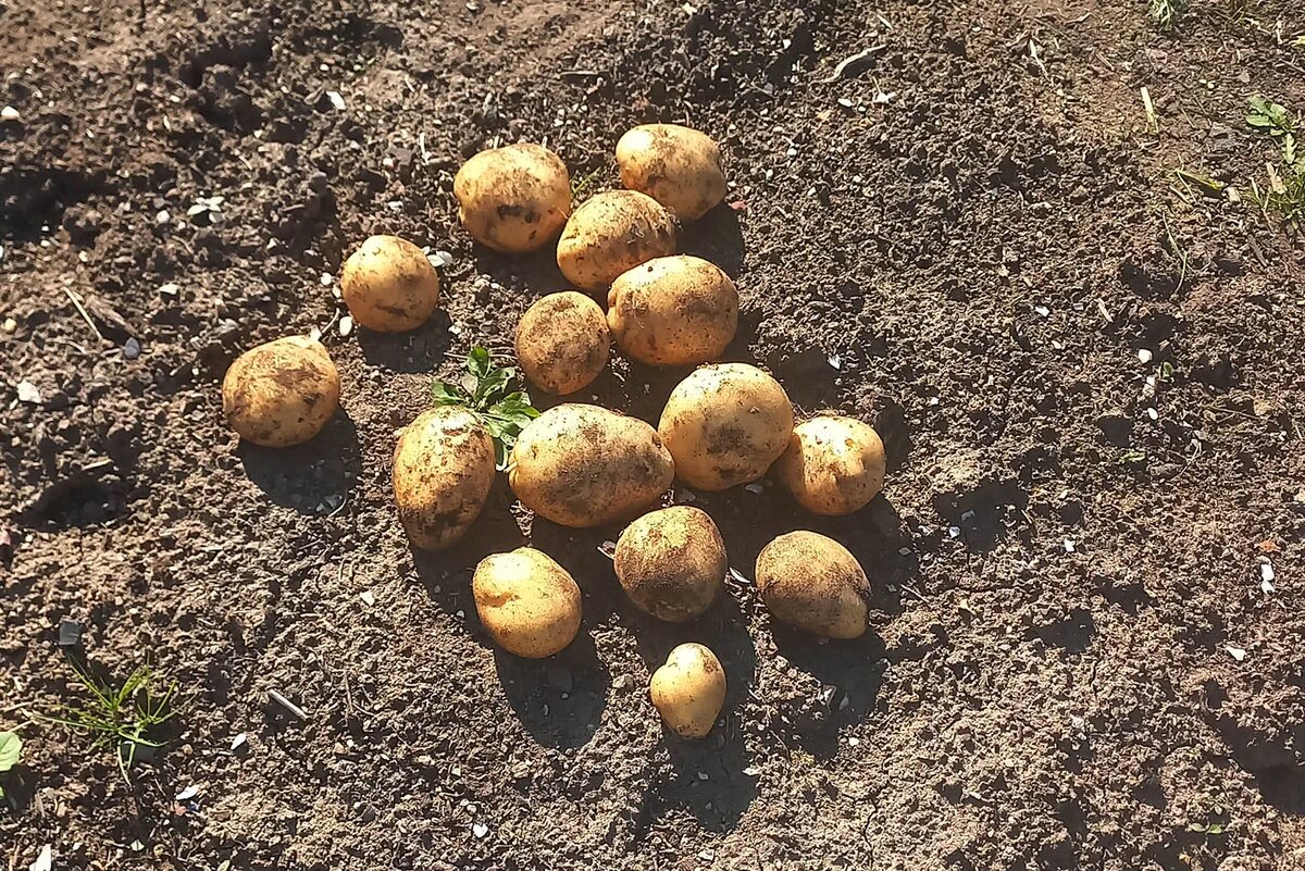Картофель на удобренной земле дал урожай 1:15: из одной посаженной весной картофелины осенью получилось 15 размером с крупное яблоко