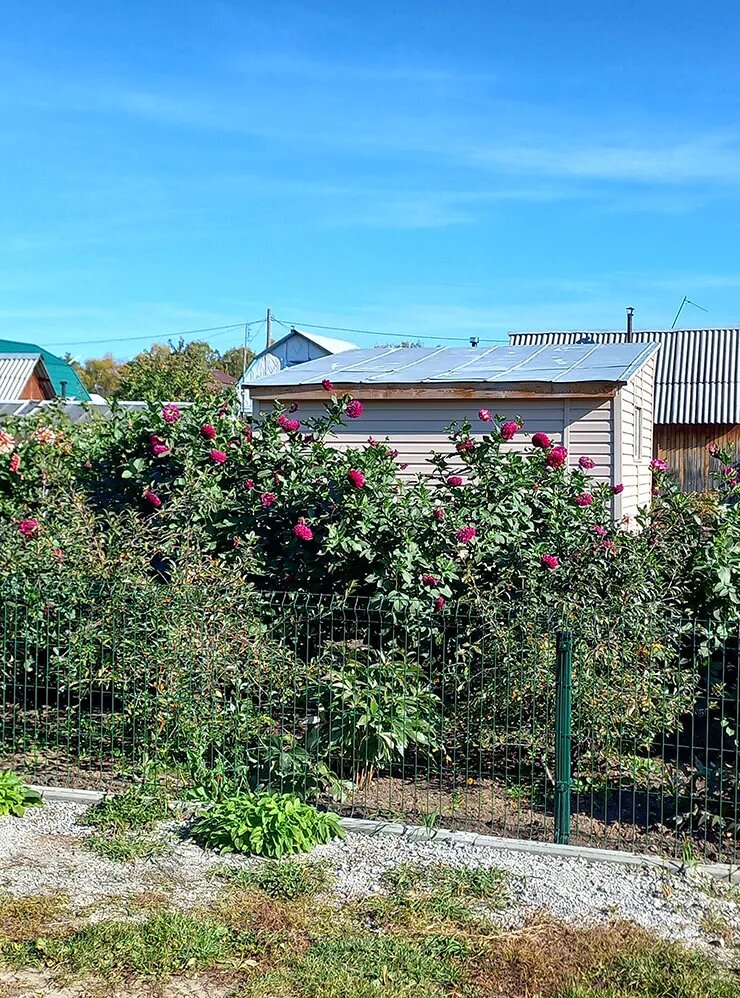 На удобренной земле георгины растут в человеческий рост.