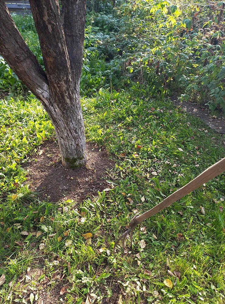 Для подкормки плодовых деревьев в метре от ствола вокруг всего дерева делают при помощи вил углубления в почве — как можно глубже. В ямки насыпают смесь удобрений