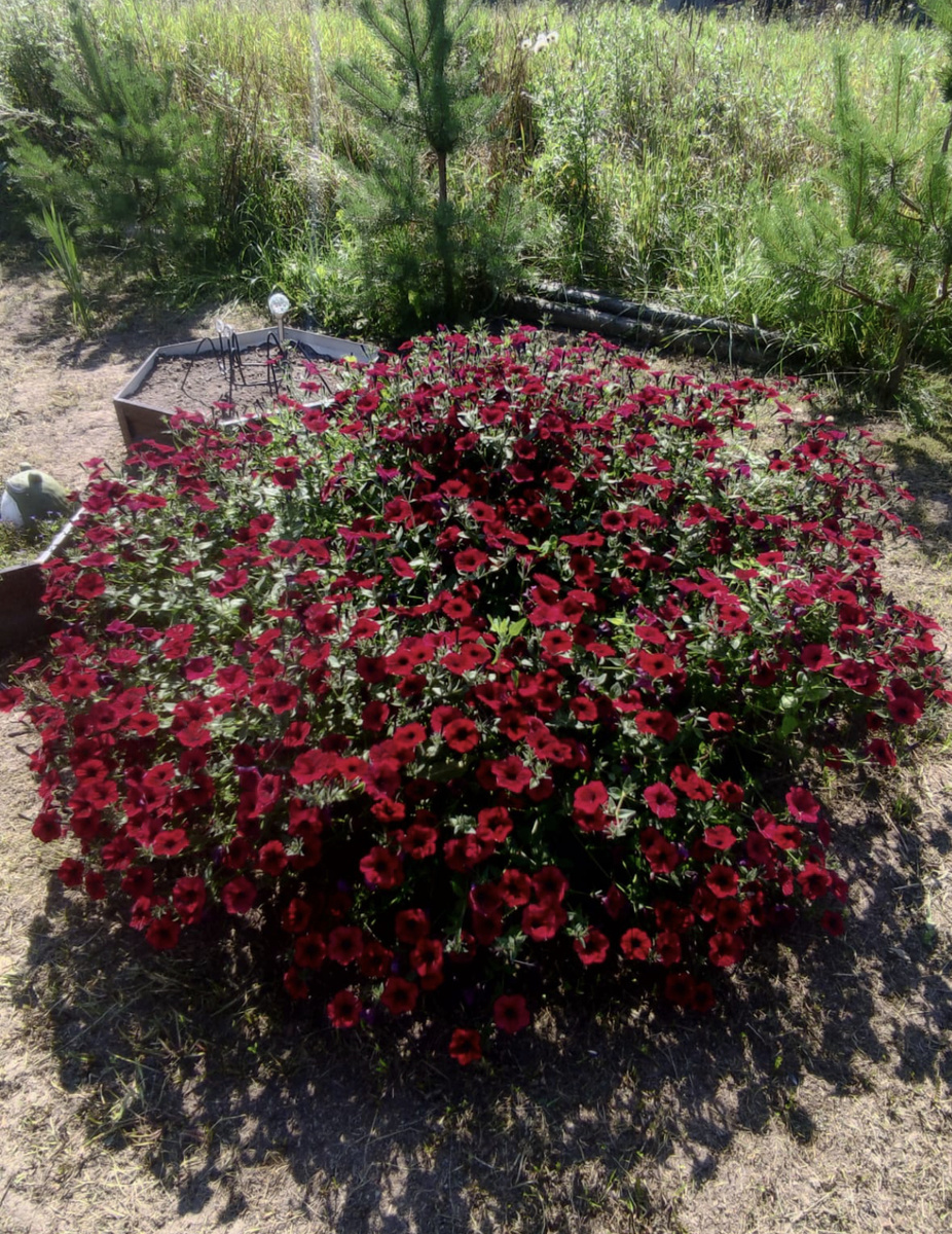 Петунии Тайдал у Владимира, 2023