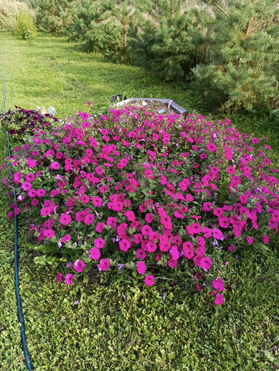 Петунии Тайдалы у Владимира, 2024