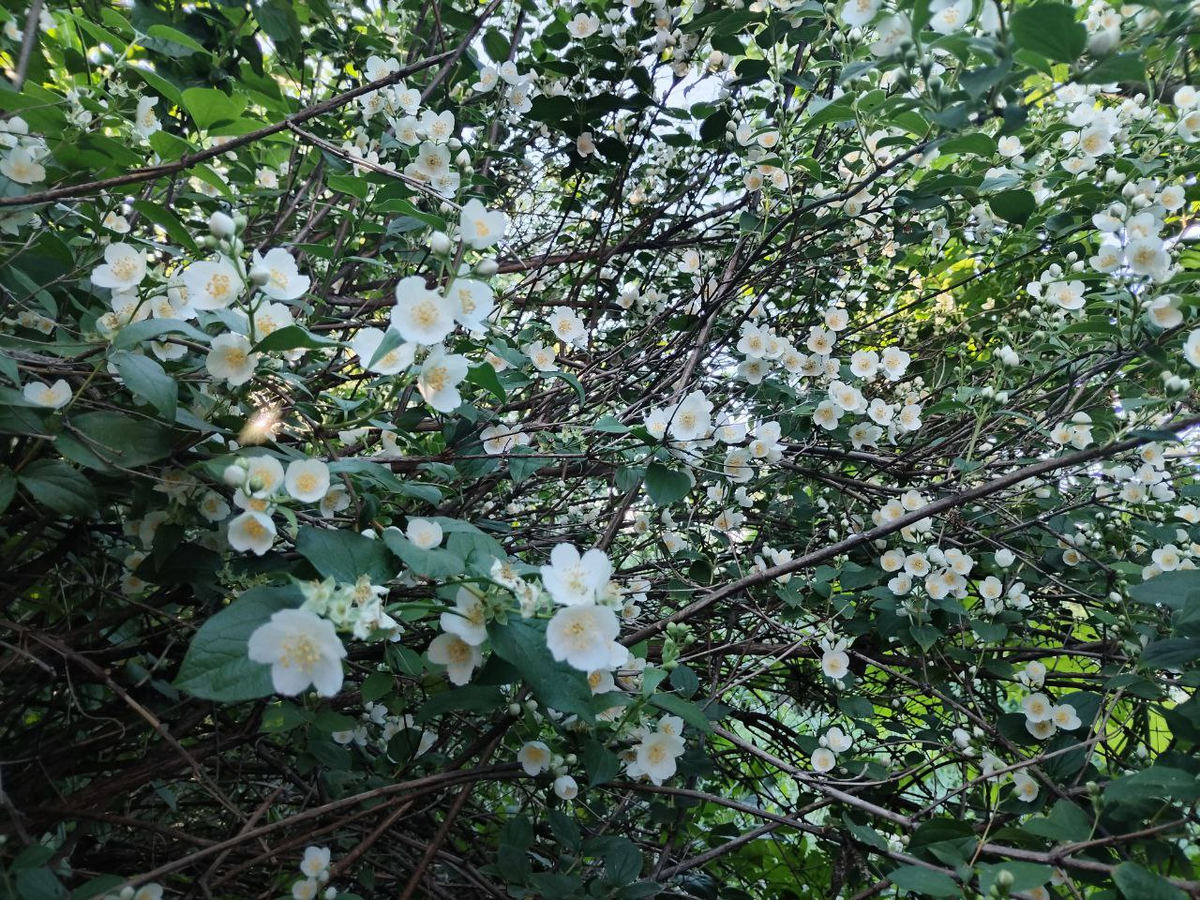 Фото автора.