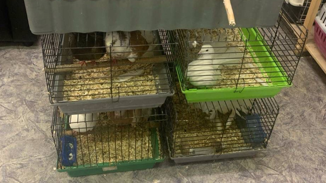 Фото: пресс-служба Управления вневедомственной охраны войск национальной гвардии Российской Федерации по г. Санкт-Петербургу и Ленинградской области