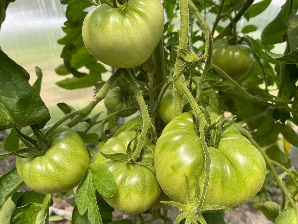 Томаты налились, но не зреют. Фото автора 