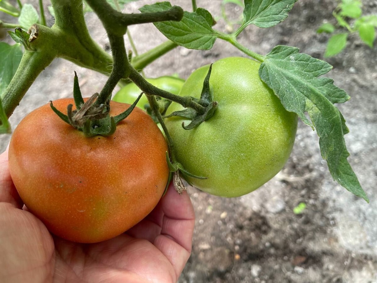 Сорвите пару нижних плодов на кусте, чтобы запустить процесс созревания. Фото автора